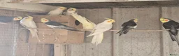Budgerigars birds for sale: Budgies for sale in Bristol - Advert 5