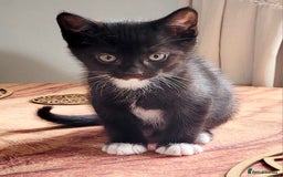 Domestic Shorthair cats for sale: 2 beautiful boys - Image 6