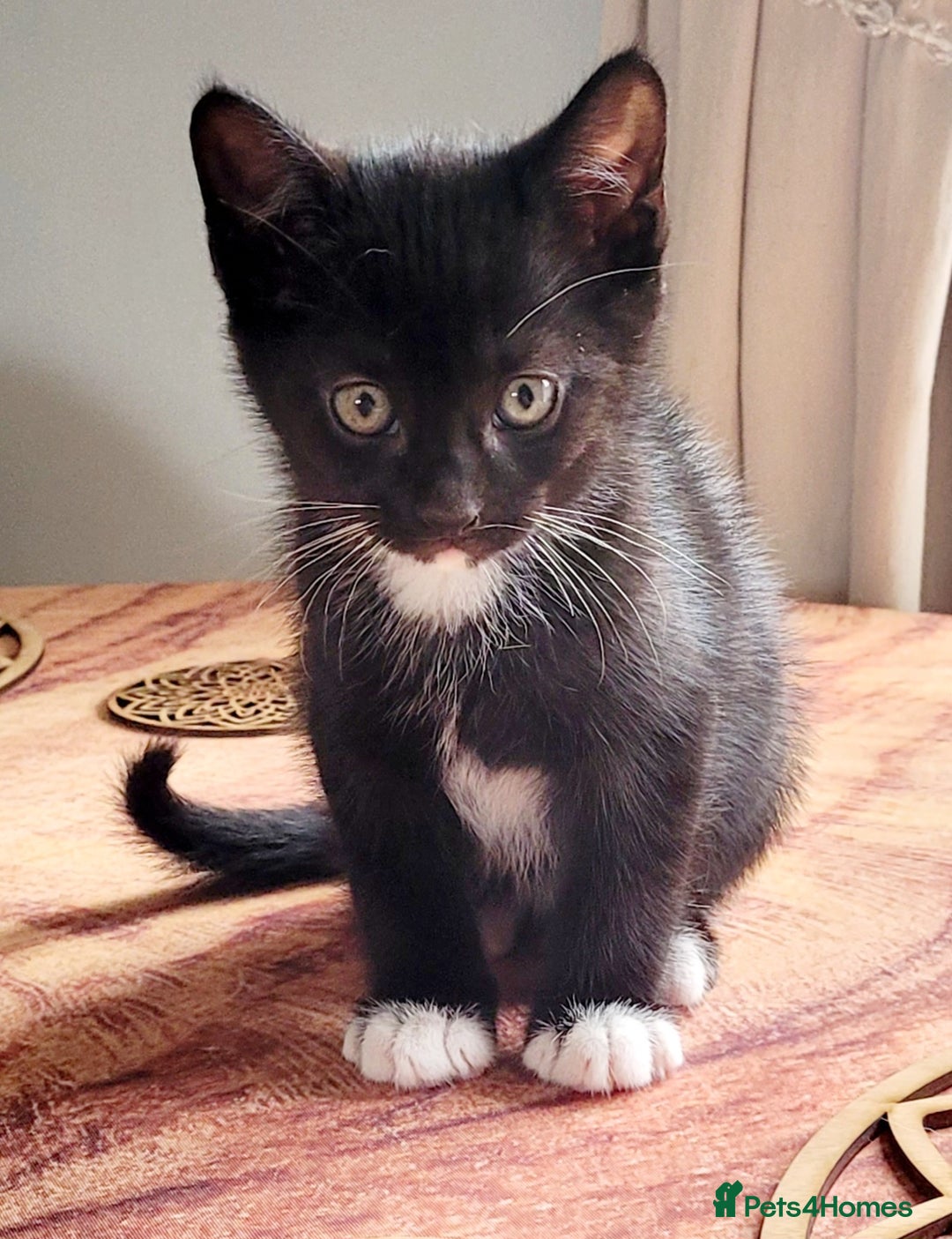 Domestic Shorthair cats for sale: 2 beautiful boys - Image 6