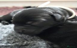 Labrador Retriever dogs for sale: 💫Stunning chocolate and black labrador pups 💫 - Image 8