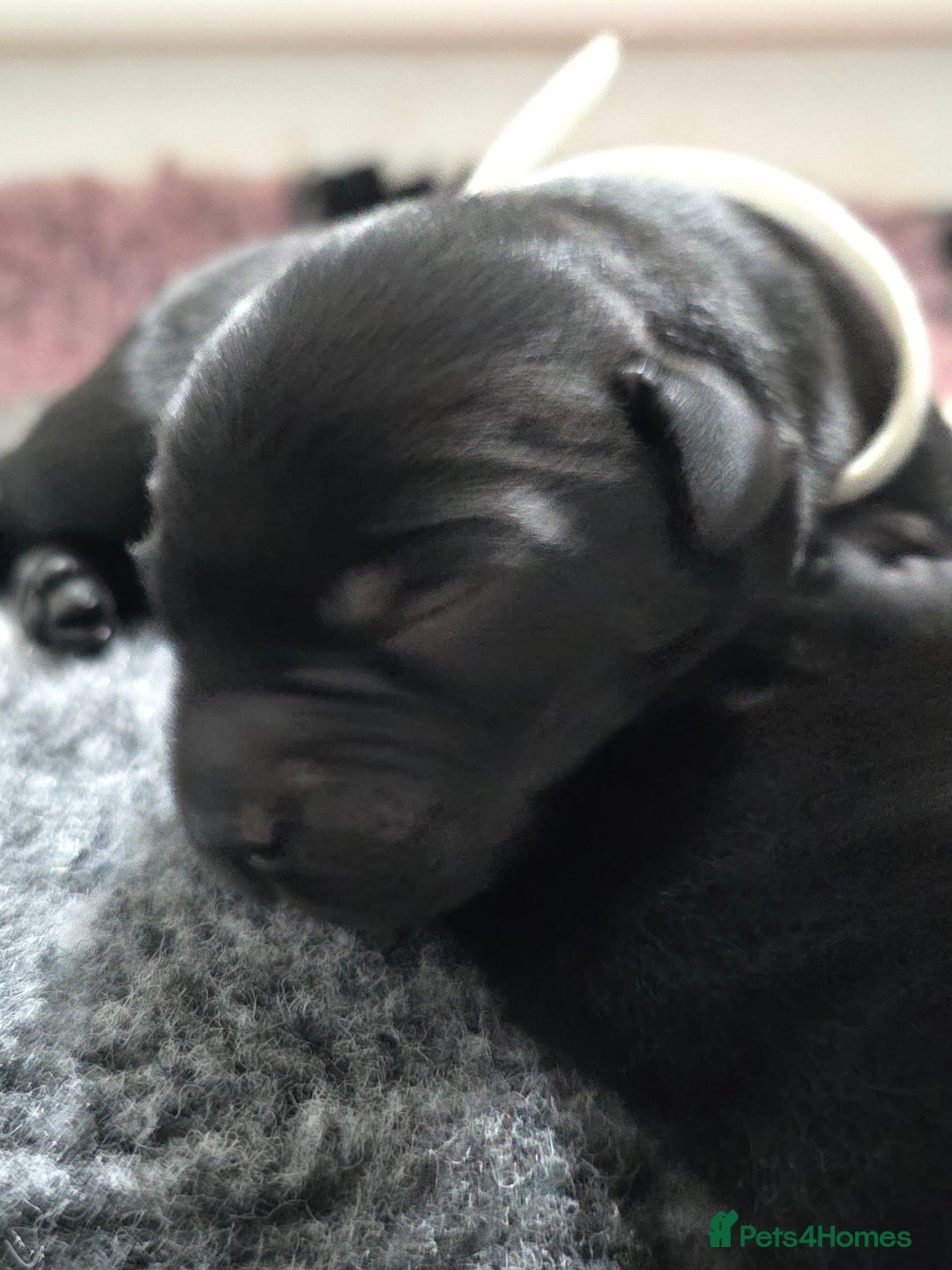 Labrador Retriever dogs for sale: 💫Stunning chocolate and black labrador pups 💫 - Image 8
