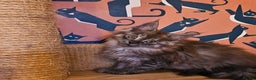 Maine Coon cats for sale: Maine Coons Kittens,  *1 polydactil available* - Advert 8