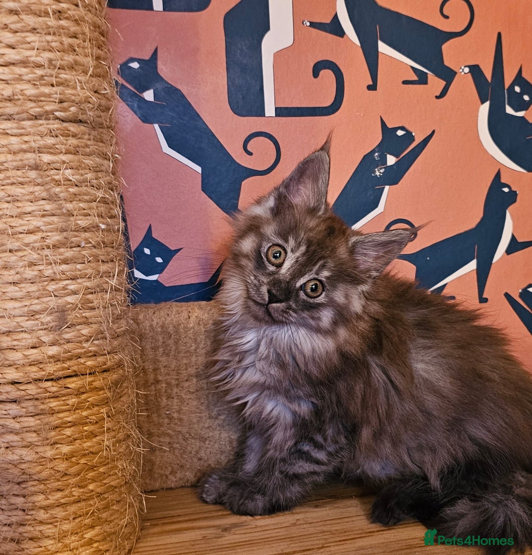 Maine Coon cats for sale: Maine Coons Kittens,  *1 polydactil available* - Advert 8