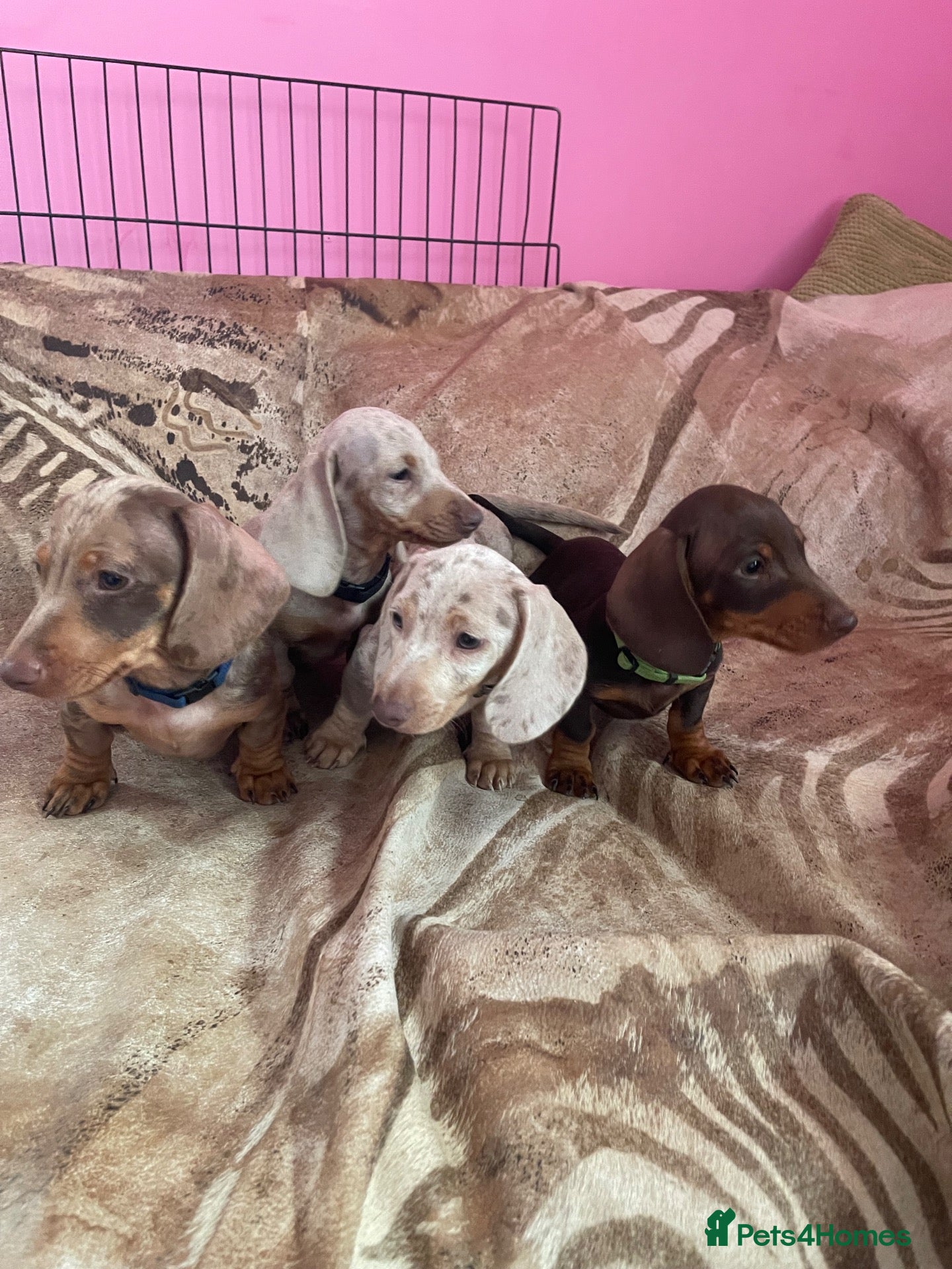 Miniature Dachshund dogs Pedigree miniature dachshunds ready now - Advert 16