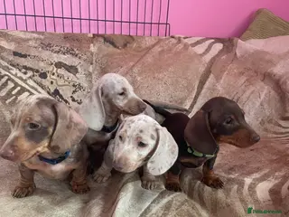 Miniature Dachshund dogs Pedigree miniature dachshunds ready now - Advert 1