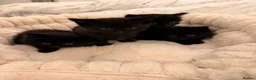 Mixed Breed cats for sale: ✨🐾 1 Boy Left! - Adorable Fluffy Black Kittens! - Advert 10