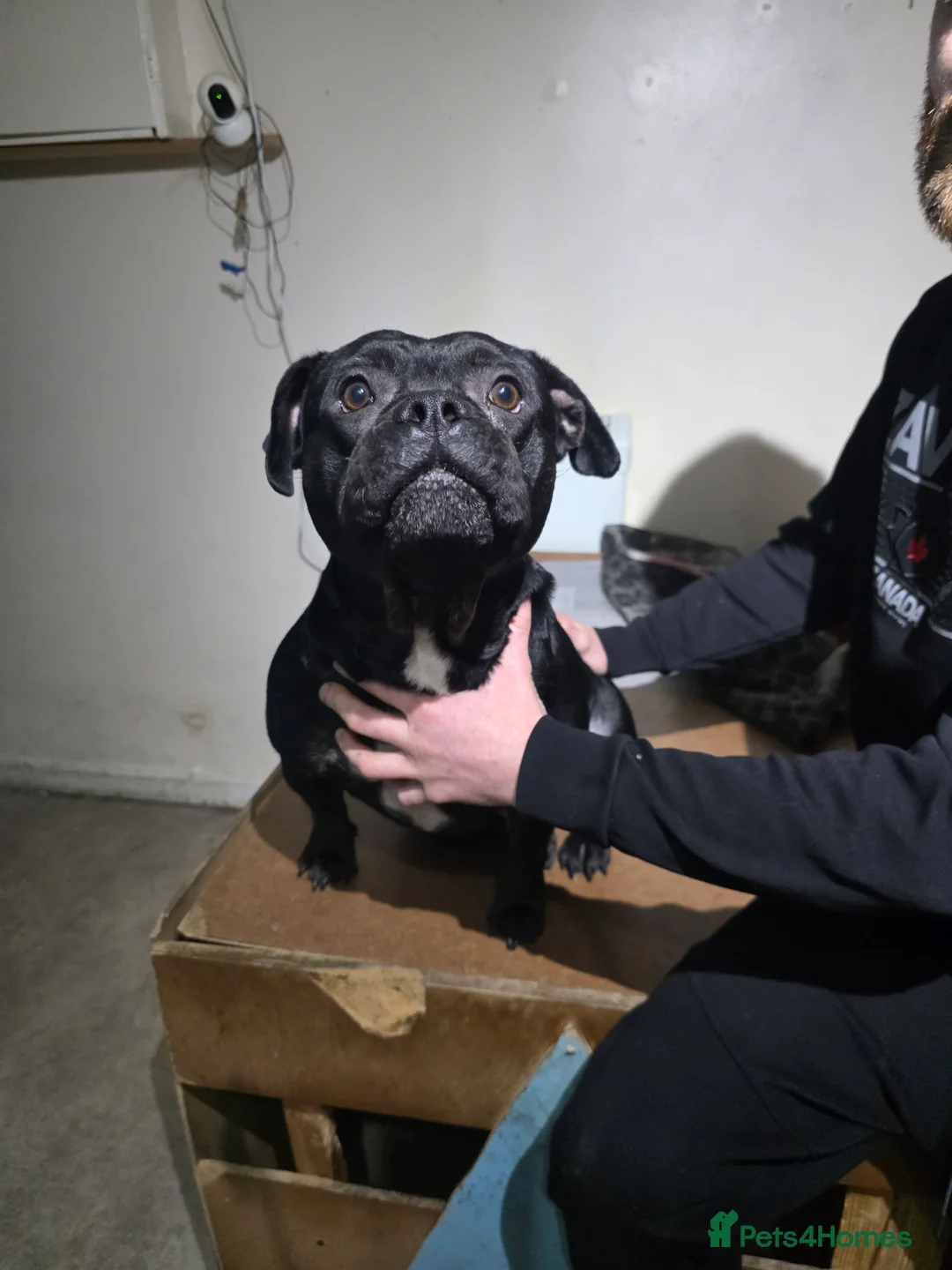 Mixed Breed dogs for sale: Dog for sale - Advert 2