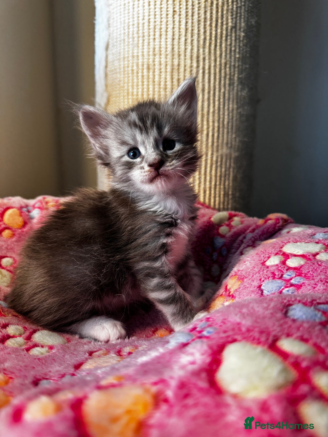 Maine Coon cats for sale: Stunning Shaded Pure Maine Coon Kittens. - Image 4