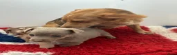 Jack Russell dogs for sale: Jack Russell Puppy - Advert 6