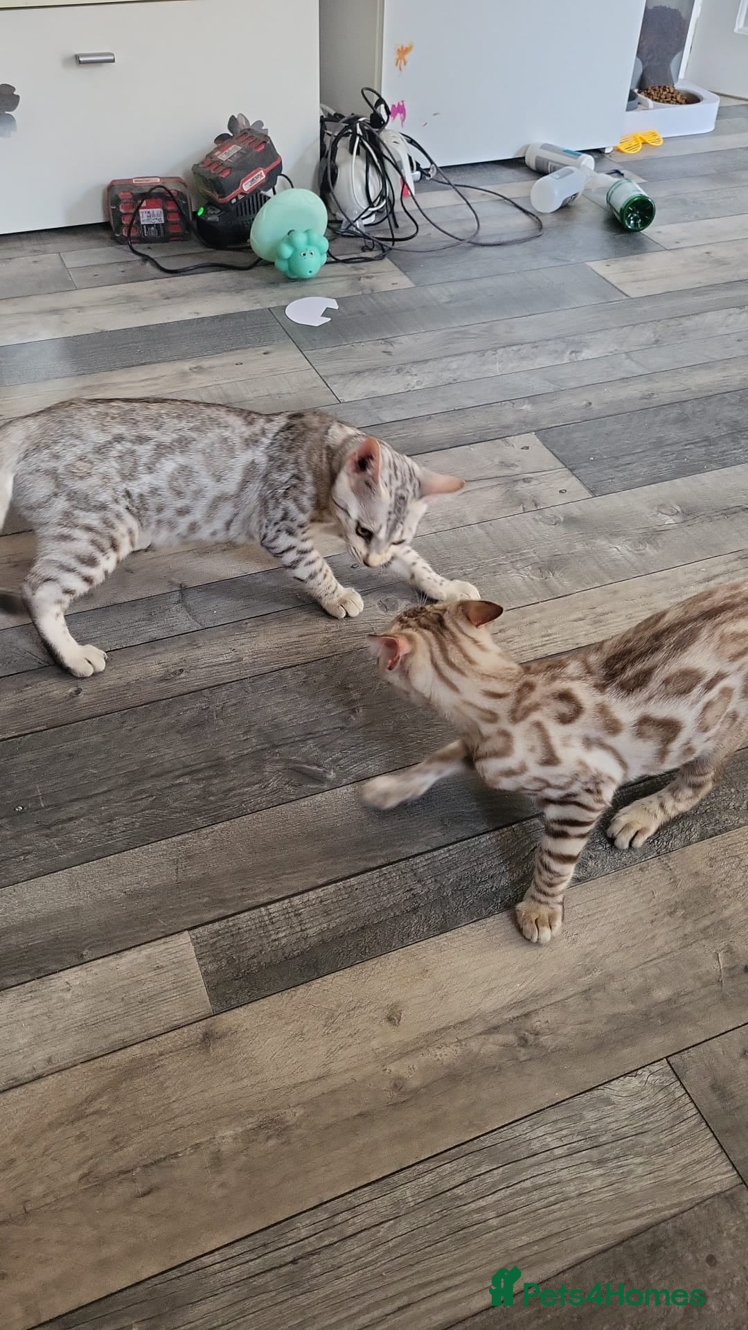 Bengal cats Beautiful 3 bengal kittens girls - Advert 2