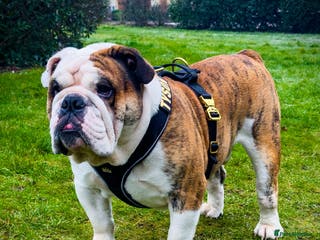 English Bulldog dogs TYSON🥊- PROVEN STUD ‼️ in Hatfield - Advert 6