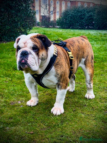 English Bulldog dogs in Hatfield - Advert 1