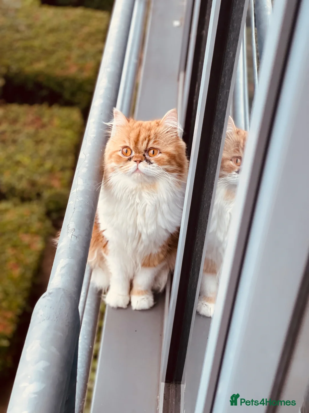 Persian cats for sale: Lovely Persian Cat for sale  - Advert 2