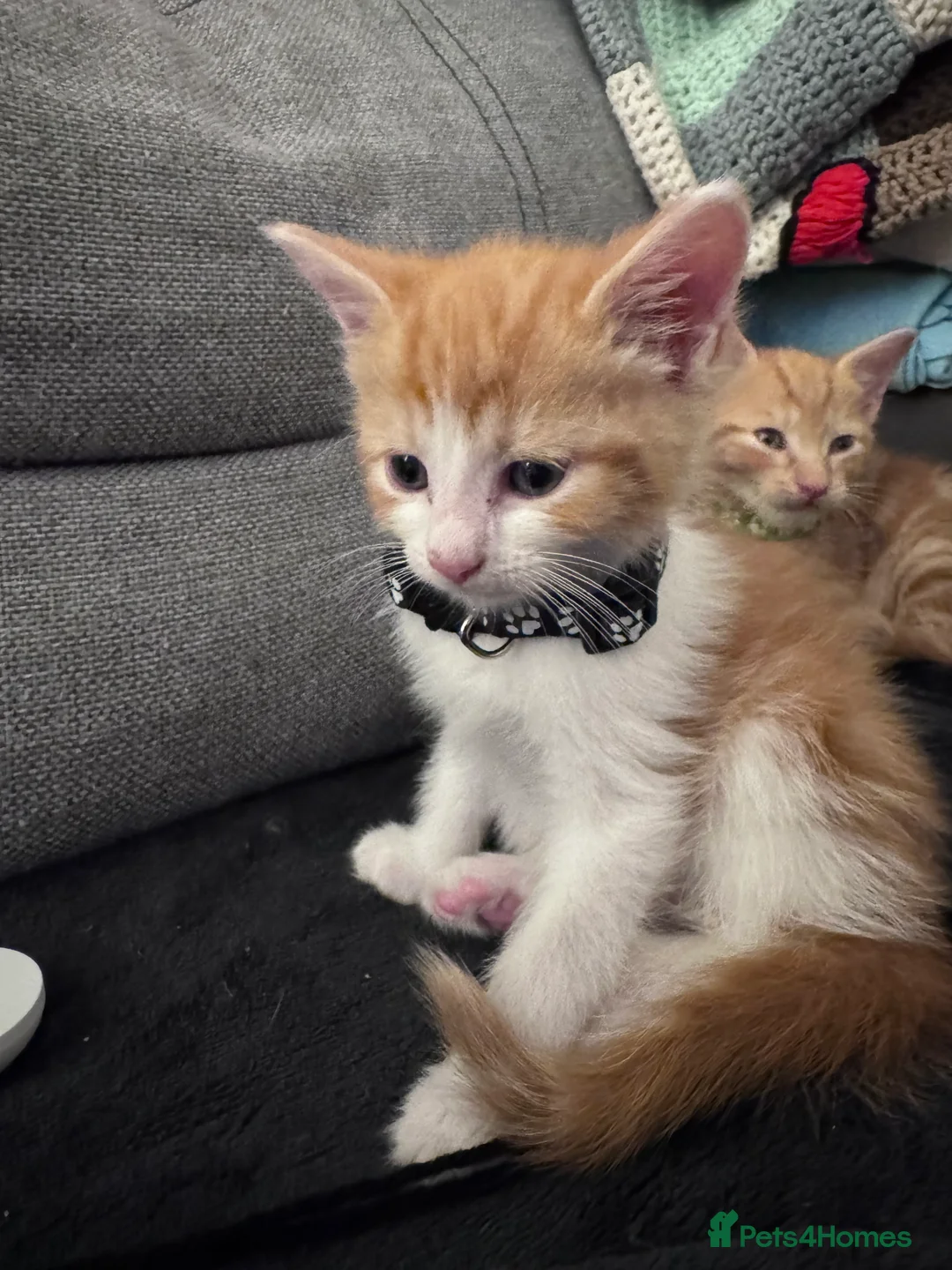 Mixed Breed cats for sale: Beautiful kittens looking for new home ❤️ - Advert 15