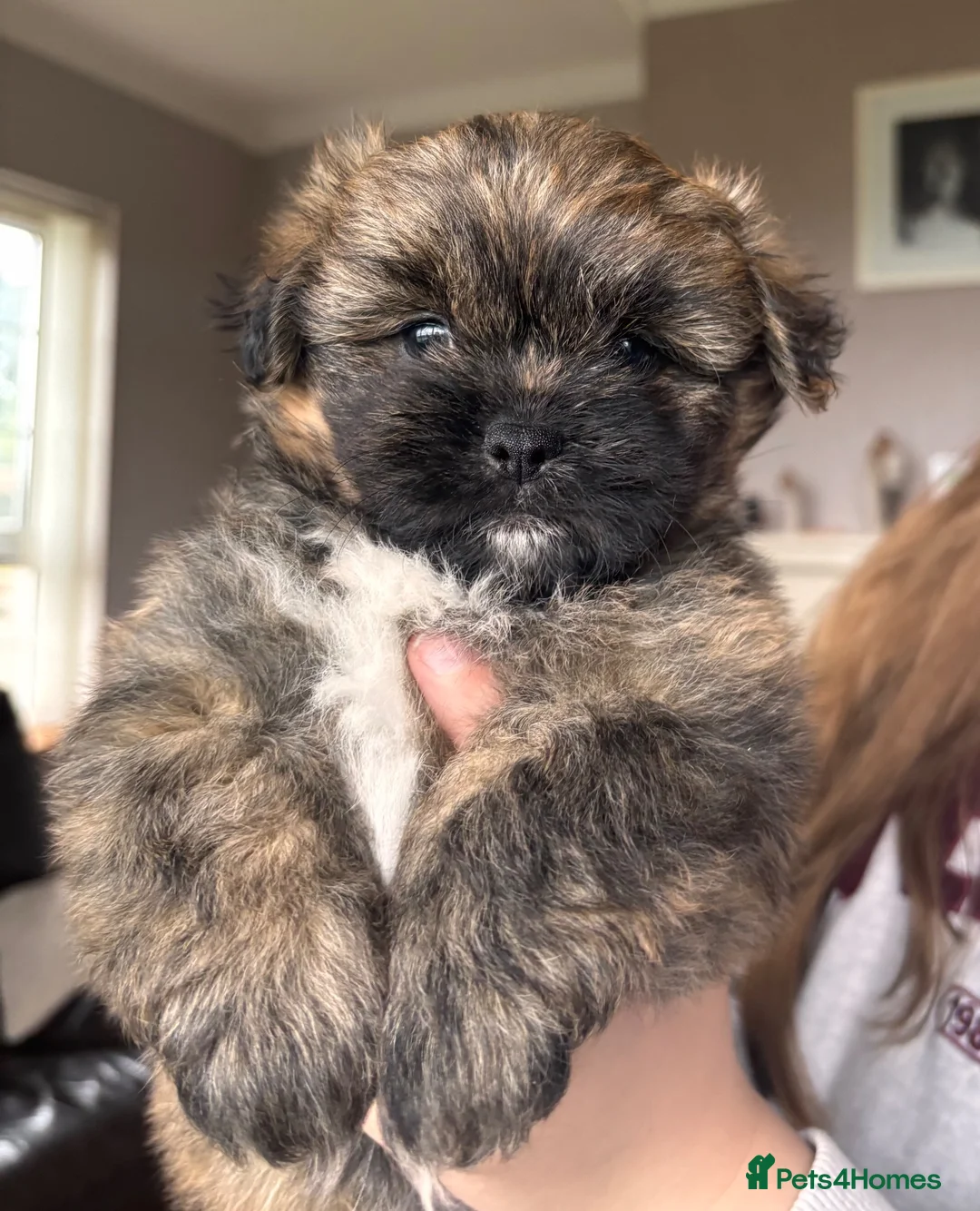 Mixed Breed dogs for sale: Pomeranian x shih-tzu in Craigavon - Advert 1
