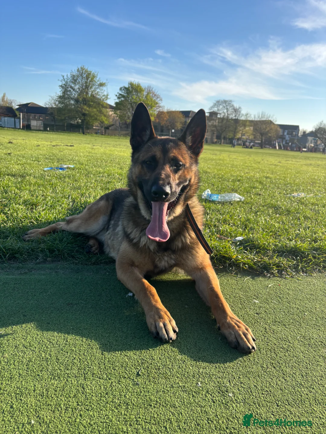 Mixed Breed dogs for sale: Simba  in Ilford - Advert 2