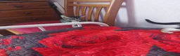 Mixed Breed cats for sale: Beautiful kitten's  - Advert 13