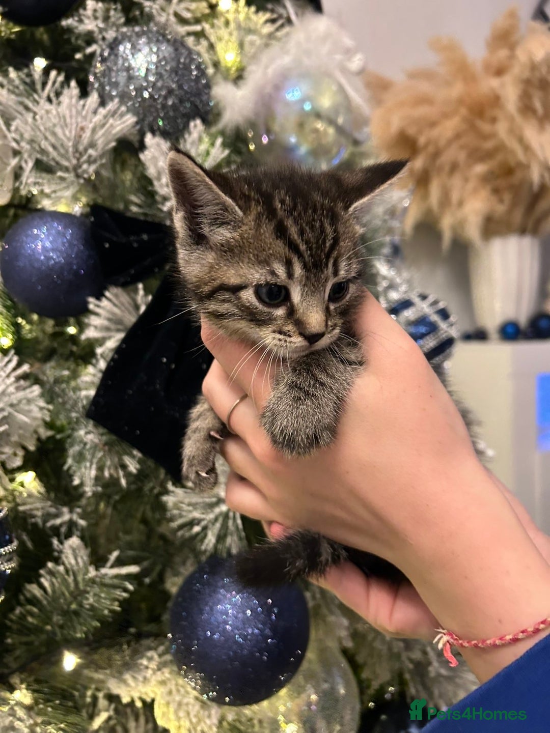 Mixed Breed cats for sale: Little kitties - Advert 11