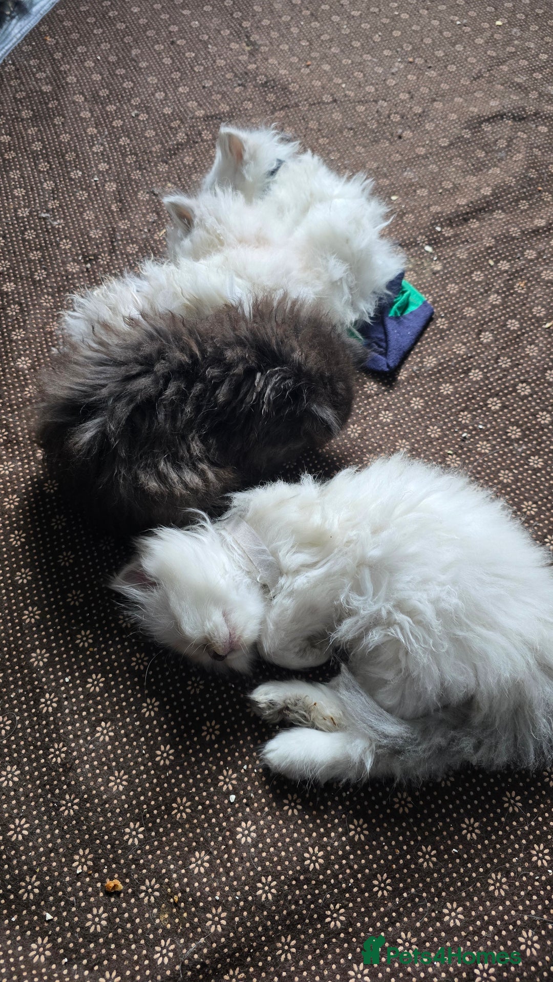Ragdoll cats for sale: Ragdoll Kittens For Sale - Image 28