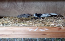 Guinea Pig rodents for sale: Baby Guinea Pigs. - Image 8