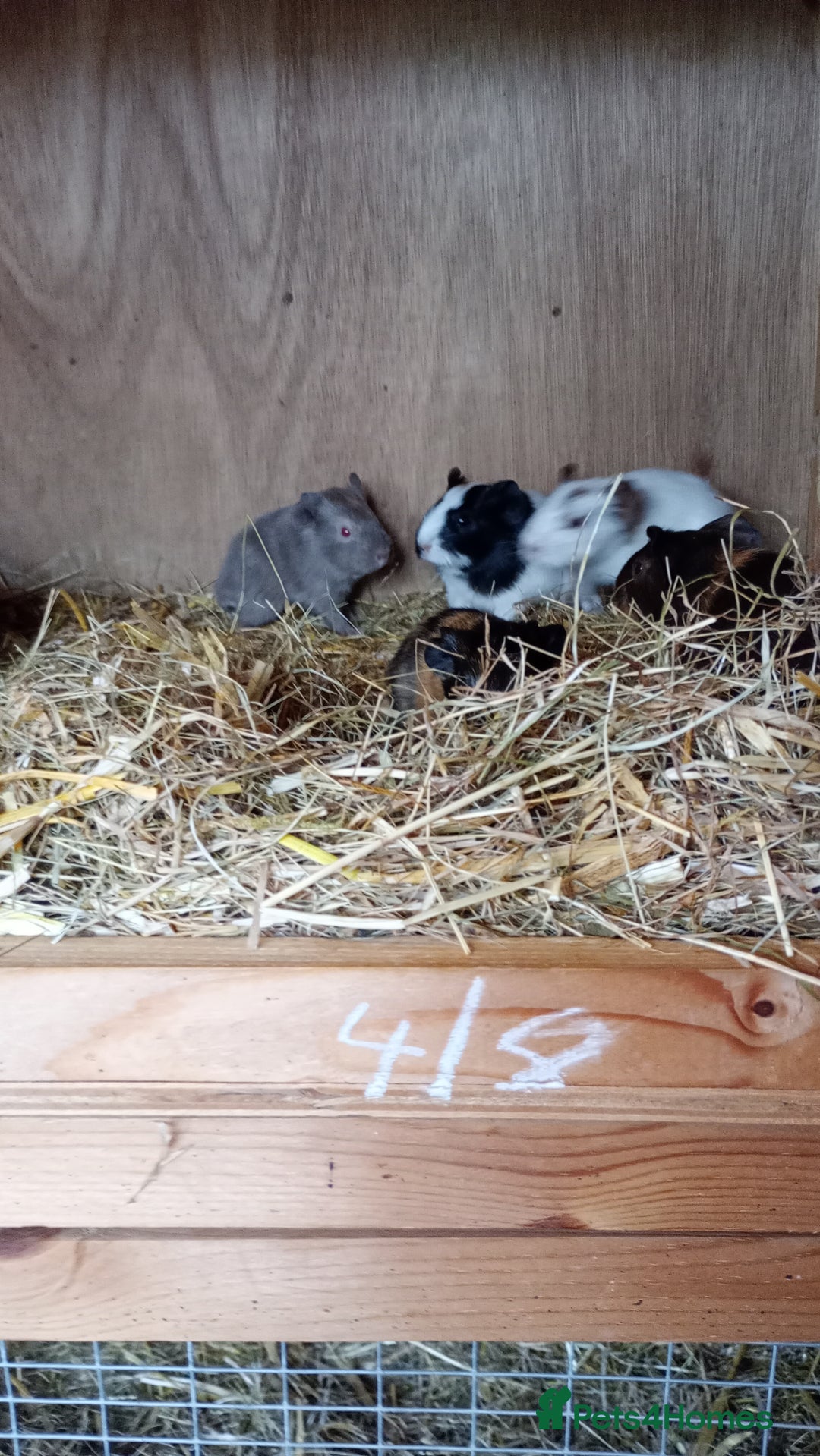 Guinea Pig rodents for sale: Baby Guinea Pigs. - Image 8