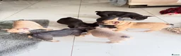 French Bulldog dogs for sale: French Bulldog Puppies Ready for Forever Home - Advert 6