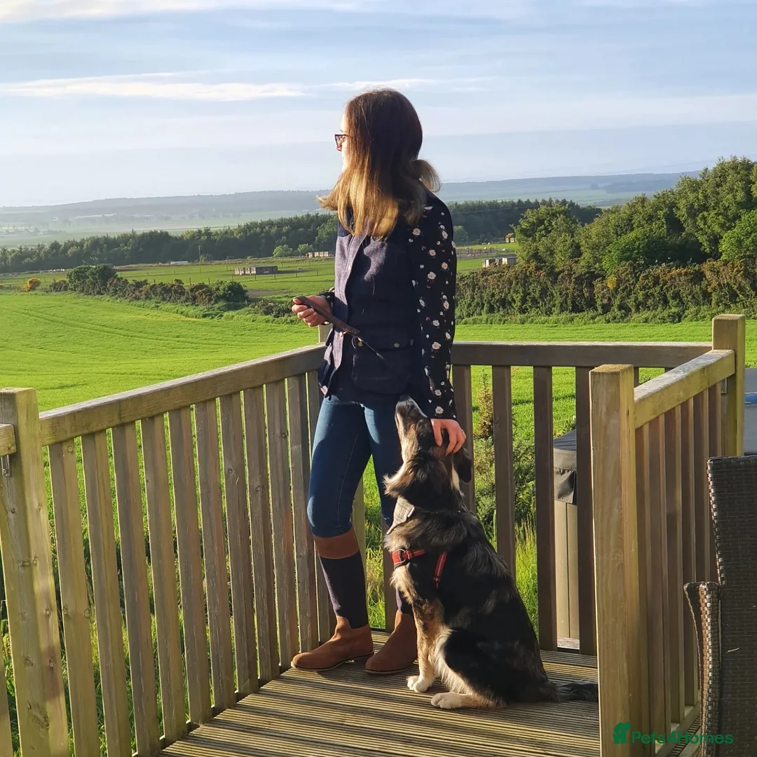 Border Collie dogs for stud: Proven pure bred tri coloured merle collie stud in Fakenham - Advert 6