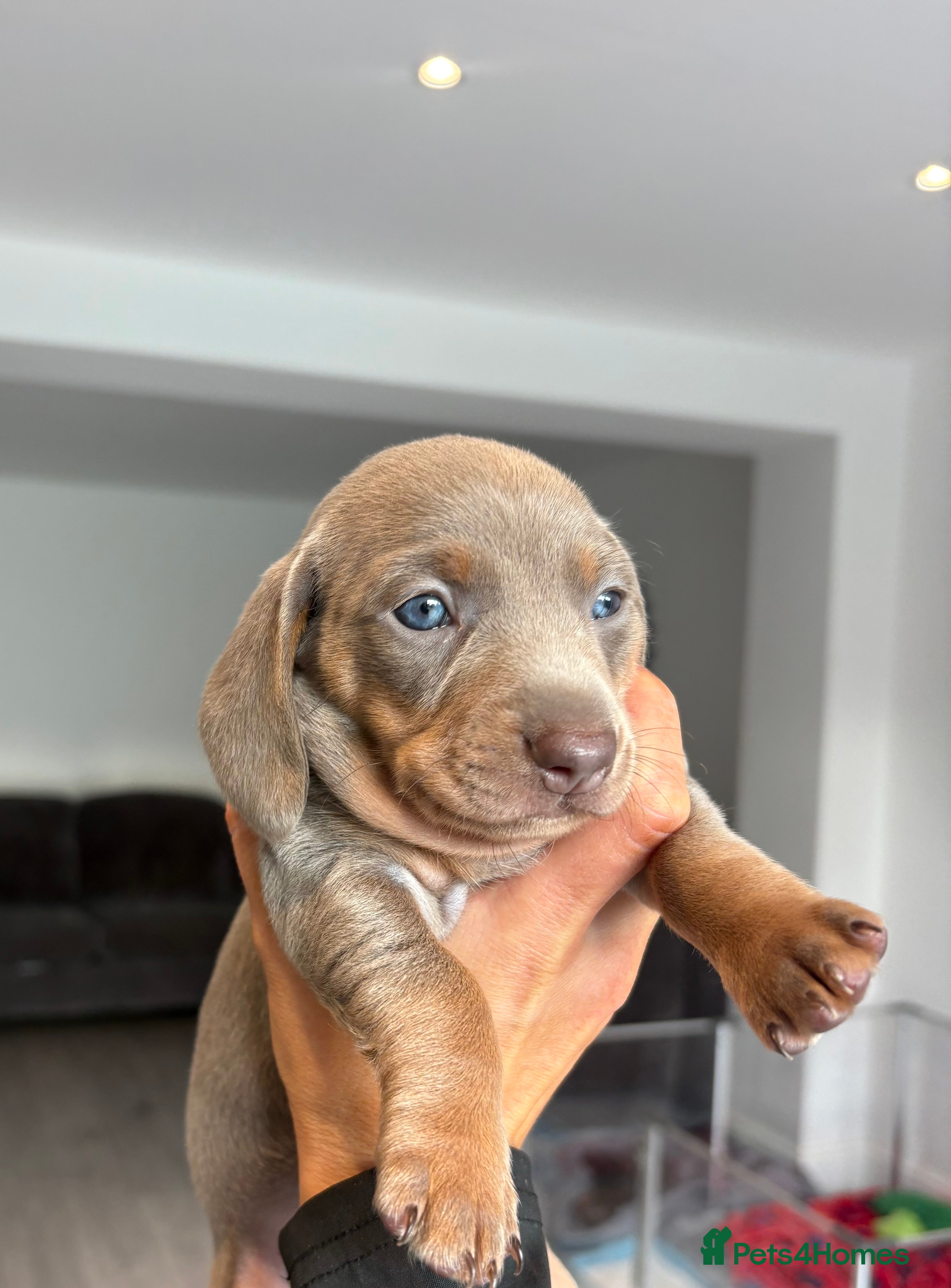 Miniature Dachshund dogs Kennel club registered miniature dachshunds  - Advert 11