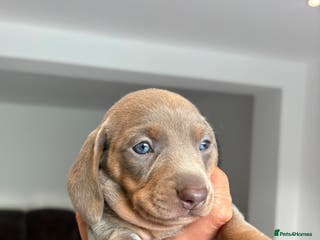 Miniature Dachshund dogs Kennel club registered miniature dachshunds - Advert 1