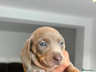 Miniature Dachshund dogs Kennel club registered miniature dachshunds - Advert 10