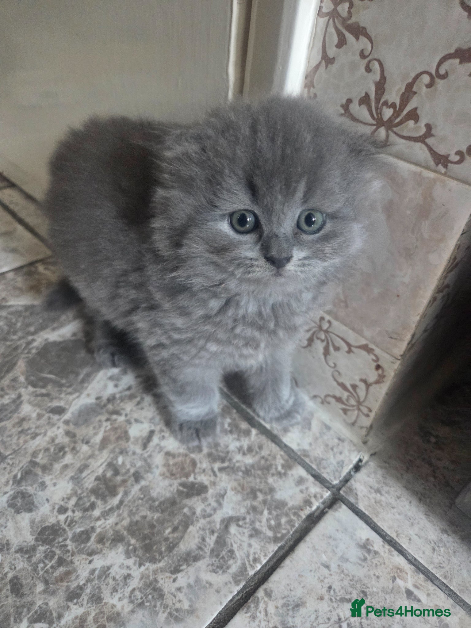 British Shorthair cats for sale: Kittens blue longhair boys and girl in Nottingham - Advert 31