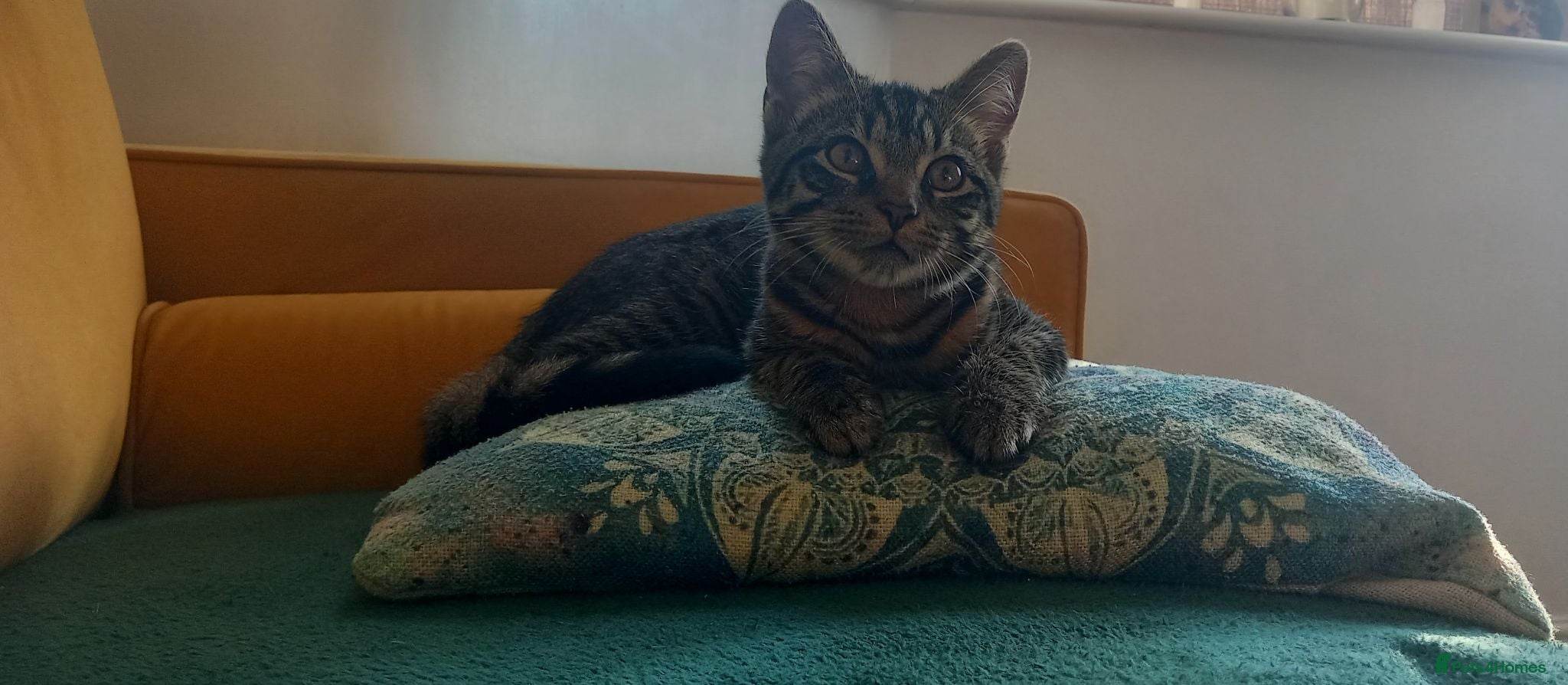 Mixed Breed cats Beautiful main coon x kitten!  - Advert 3