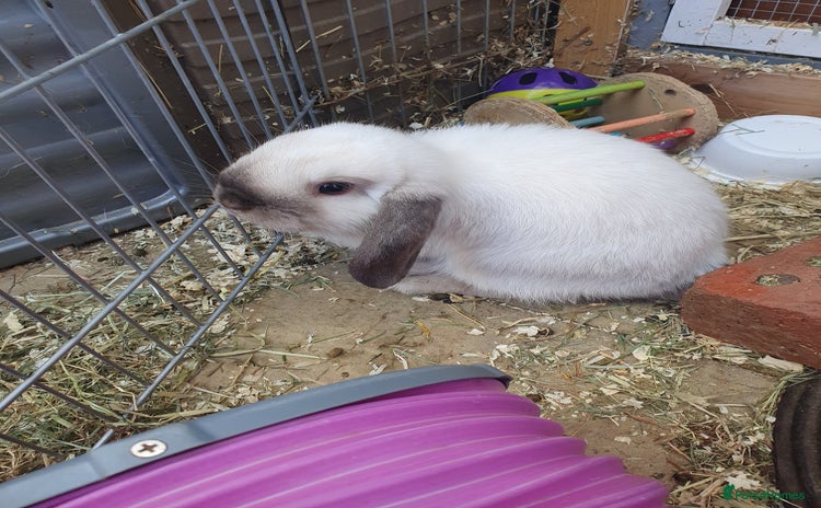 Mini Lop rabbits - Advert 1