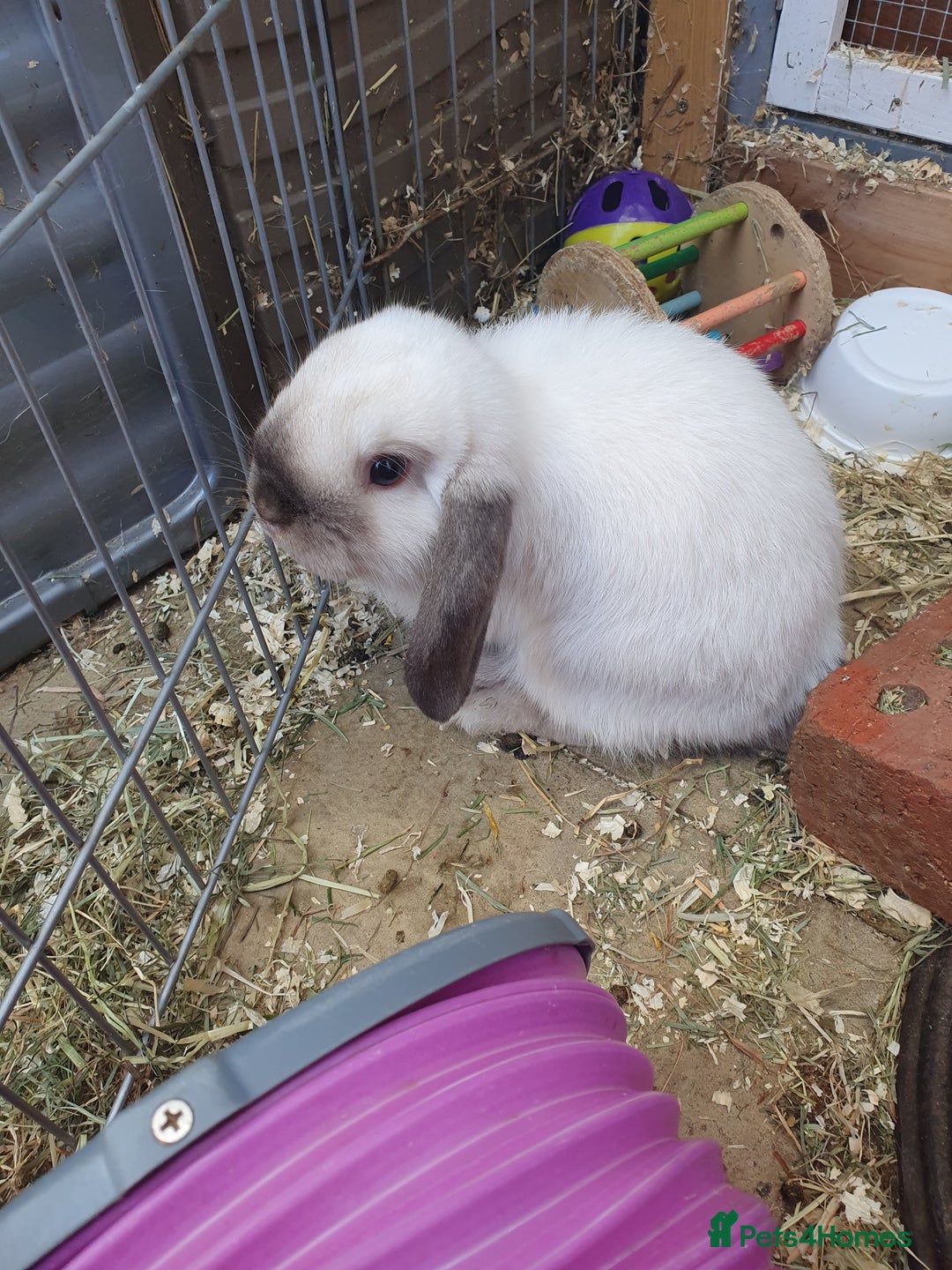 Mini Lop rabbits for sale: Friendly baby mini lops - vacc with Yurvac RHD2 - Image 6