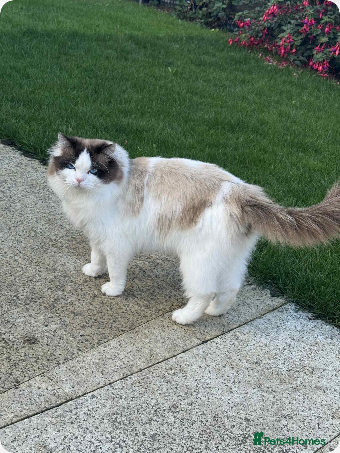 Ragdoll cats for sale: Rogdoll Boy  - Advert 4