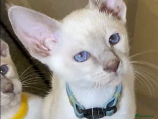 Oriental cats Oriental kittens - Advert 6