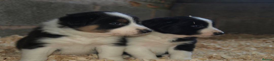 Border Collie Puppy 2