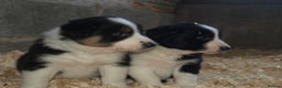 Border Collie dogs for sale: Border Collie puppies  - Advert 11