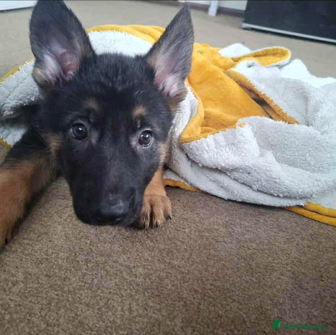 German Shepherd dogs for sale: BEAUTIFUL GERMAN SHEPHERD PUPS READY NOW - Image 26