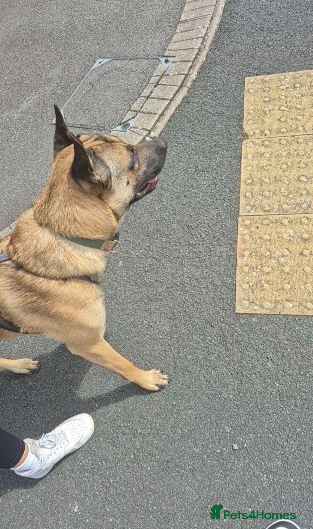 Mixed Breed dogs German Shepherd x Belgian Malinois Brothers - Advert 2