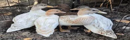 Ducks poultry for sale:  Call Ducks, mixed colours including chocolate  in Leeds - Advert 1