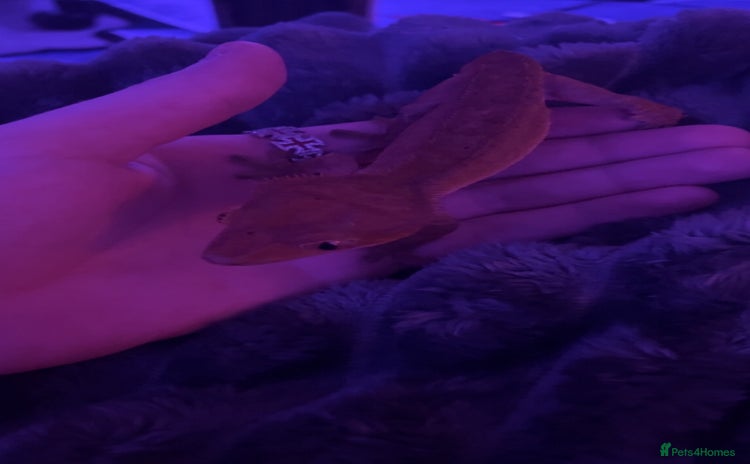 Gecko reptiles - Advert 3