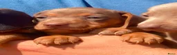 Miniature Dachshund dogs for sale: PRA Clear miniature dachshund puppies  - Advert 10