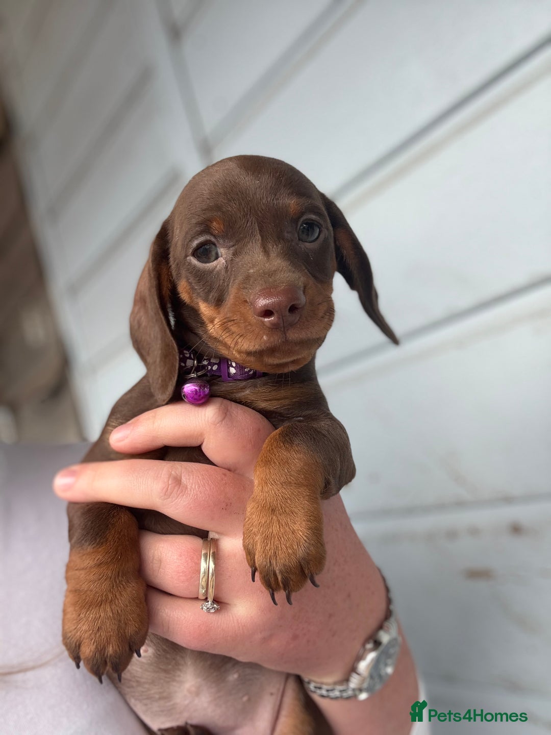 Miniature Dachshund dogs for sale: Miniature dachshund puppies  - Image 3