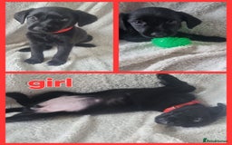 Labrador Retriever dogs for sale: #reduced# Kc registered Black Lab pups - Image 3