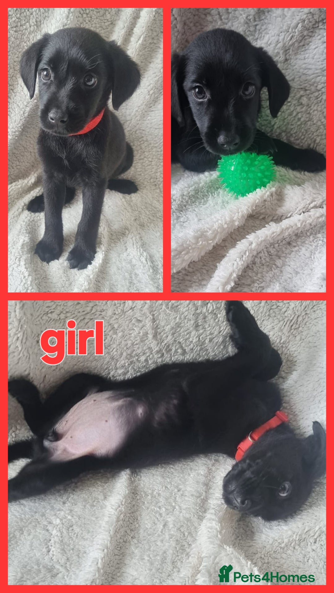 Labrador Retriever dogs for sale: #reduced# Kc registered Black Lab pups - Image 3