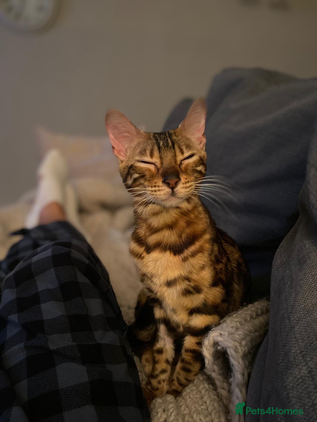 Bengal cats for sale: Beautiful Bengal Female Cat - Advert 3