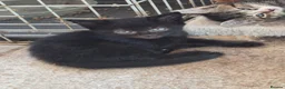 Mixed Breed cats for sale: Kittens, kittens, kittens!!!!!! - Advert 10
