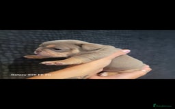Olde English Bulldogge dogs for sale: Old English Bulldog Puppies - Image 8