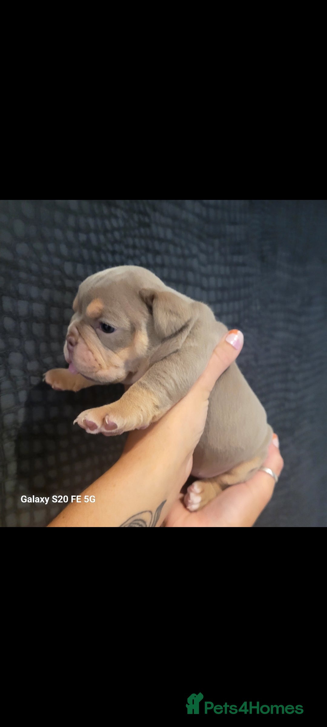 Olde English Bulldogge dogs for sale: Old English Bulldog Puppies - Image 8